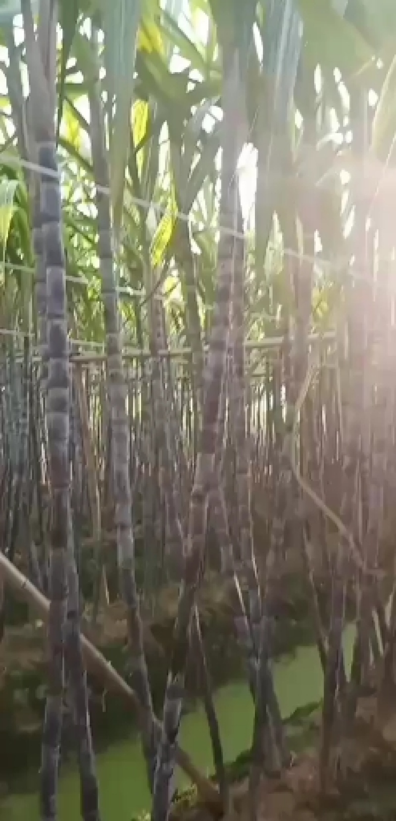 广西博白县三滩