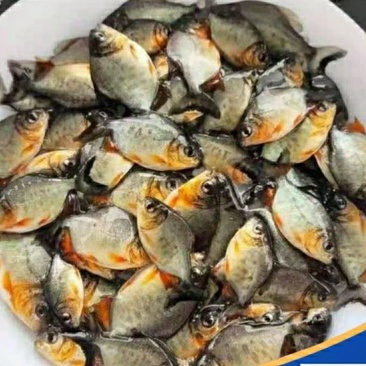 新品淡水白鲳鱼苗红鲳鱼苗食用鲳鱼苗活体红腹鲳鱼苗
