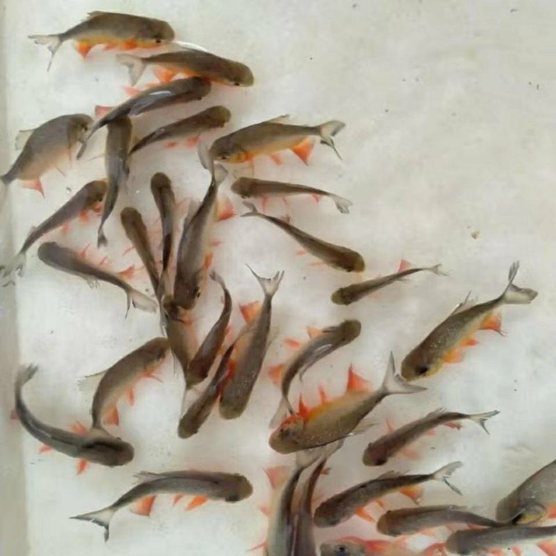 新品淡水白鲳鱼苗红鲳鱼苗食用鲳鱼苗活体红腹鲳鱼苗