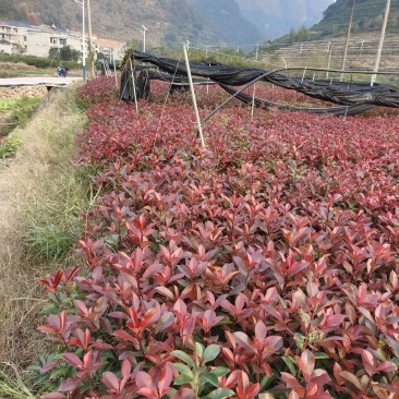 红叶石楠地栽