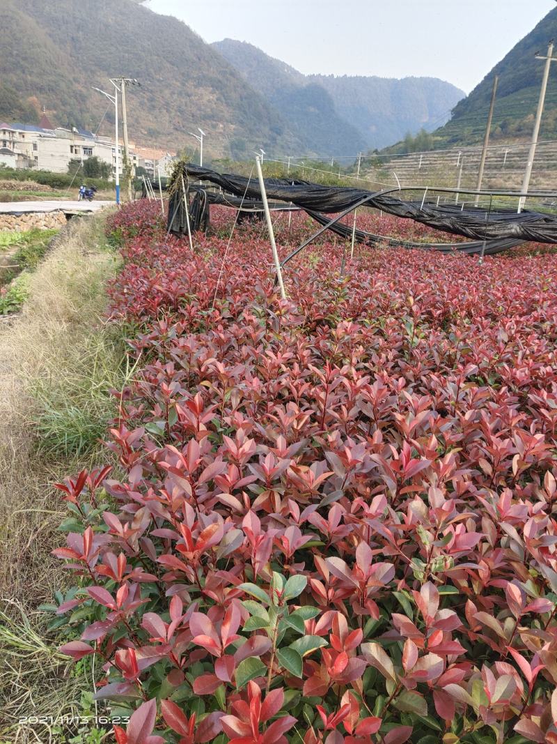 红叶石楠地栽