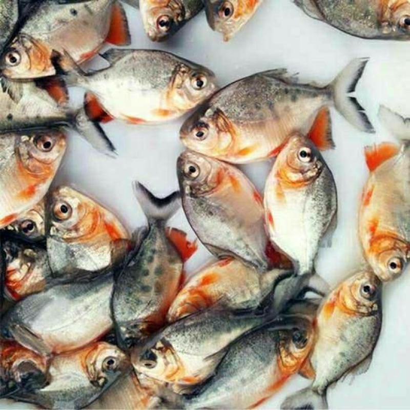 新品淡水白鲳鱼苗红鲳鱼苗食用鲳鱼苗活体红腹鲳鱼苗