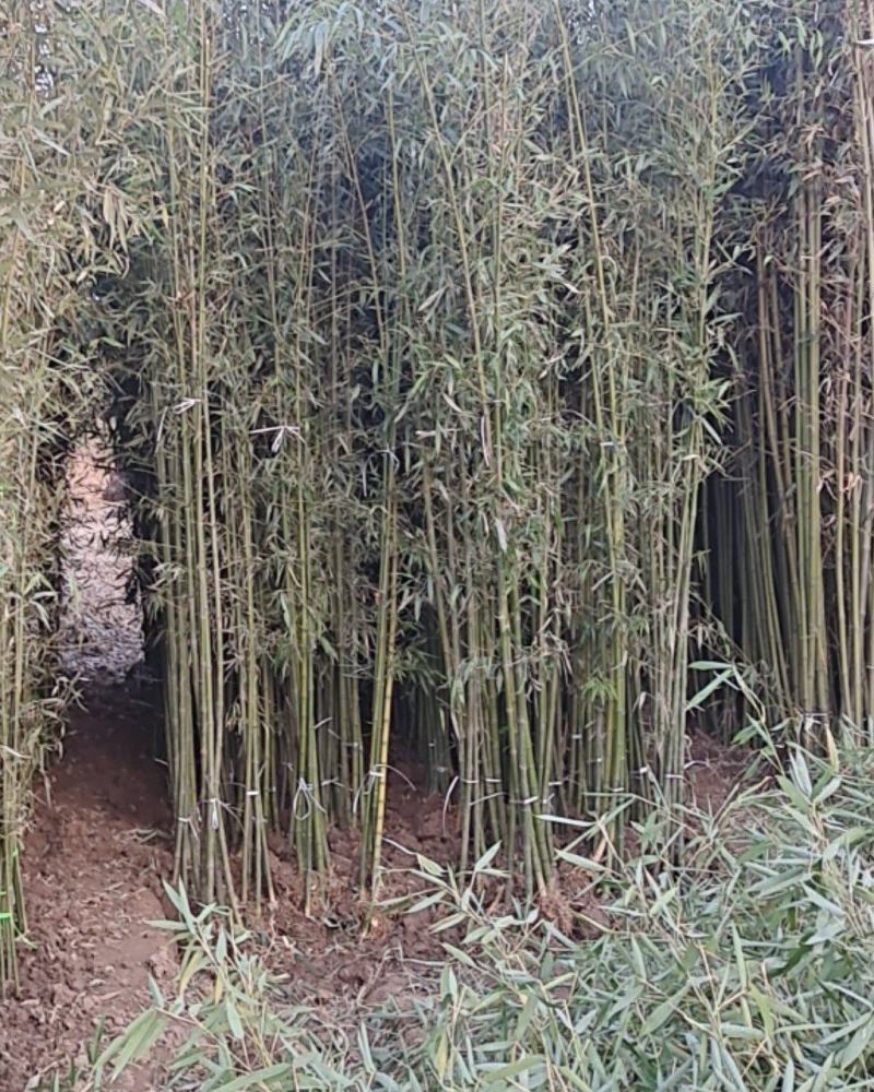 竹子1一5米高批发品种有青竹黄金竹紫竹箬竹
