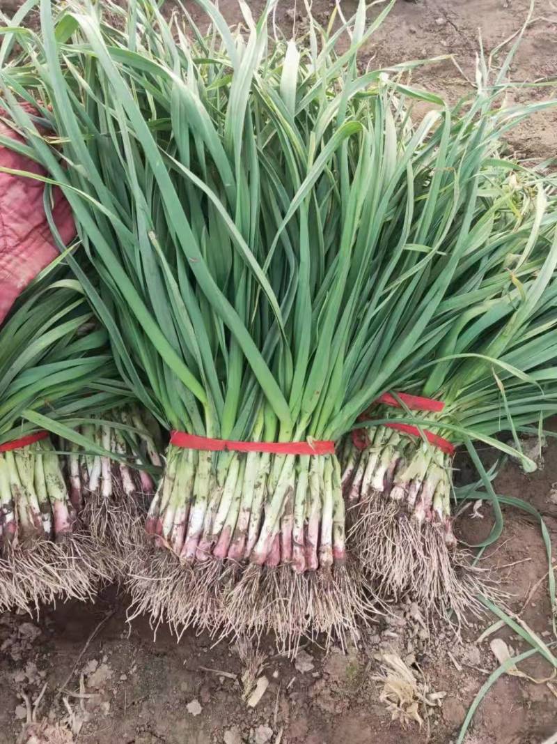 【荐】红根蒜苗万亩产地量大质优价格美丽欢迎选购