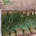 【荐】红根蒜苗万亩产地量大质优价格美丽欢迎选购