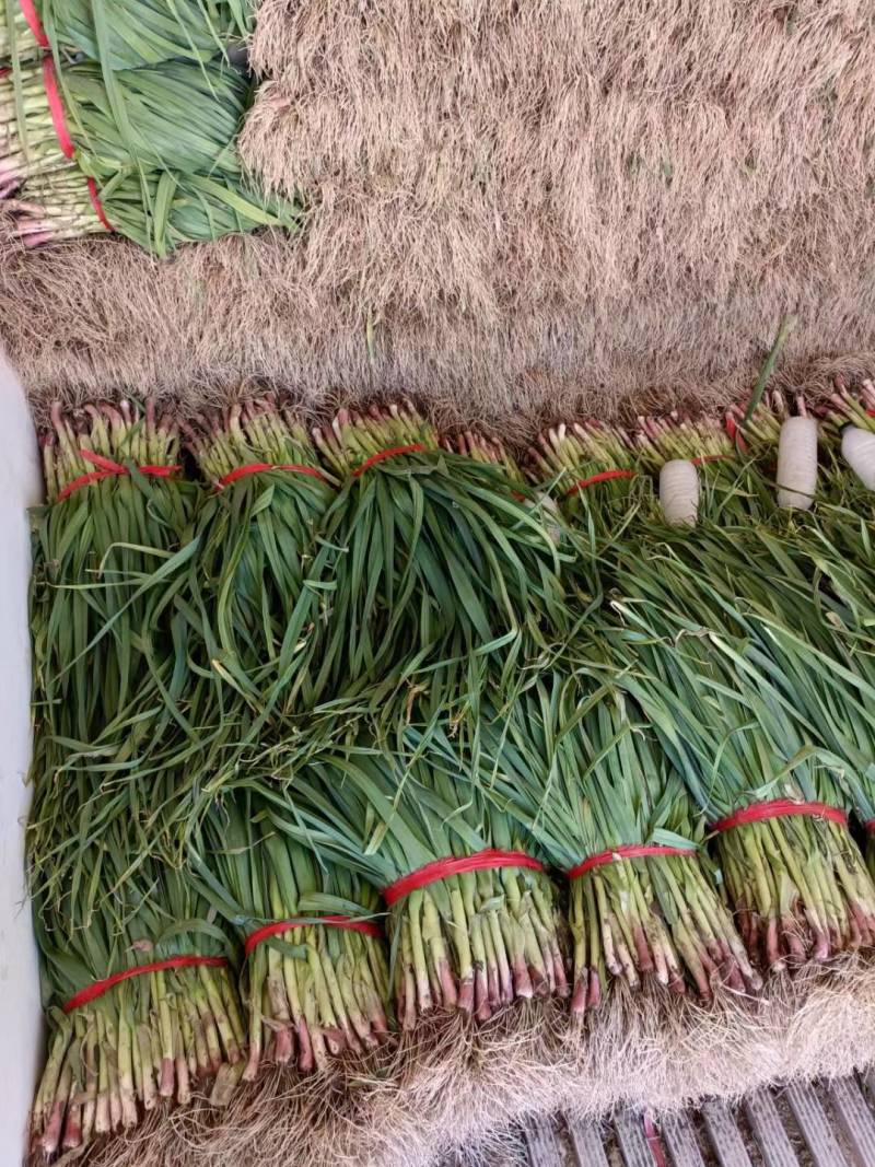【荐】红根蒜苗万亩产地量大质优价格美丽欢迎选购