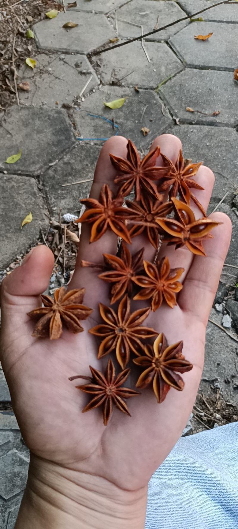 正宗广西无硫，水烫大红八角原产地直批，自家果园，自摘自晒