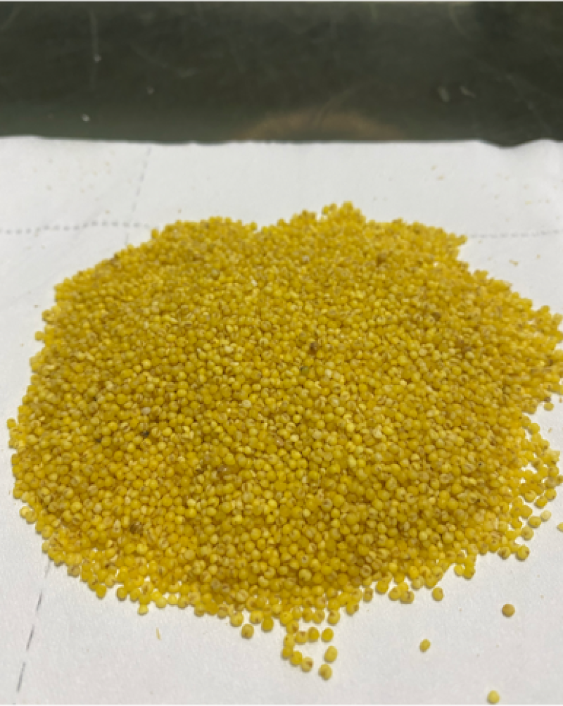 自家种植黄金黄谷子，色泽金黄，口感好，米香味浓。