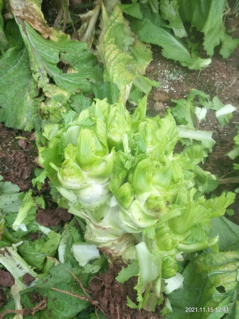 儿菜