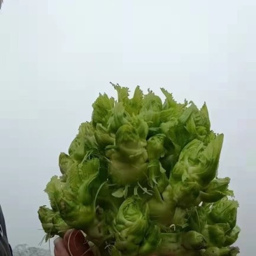 儿菜
