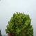 儿菜