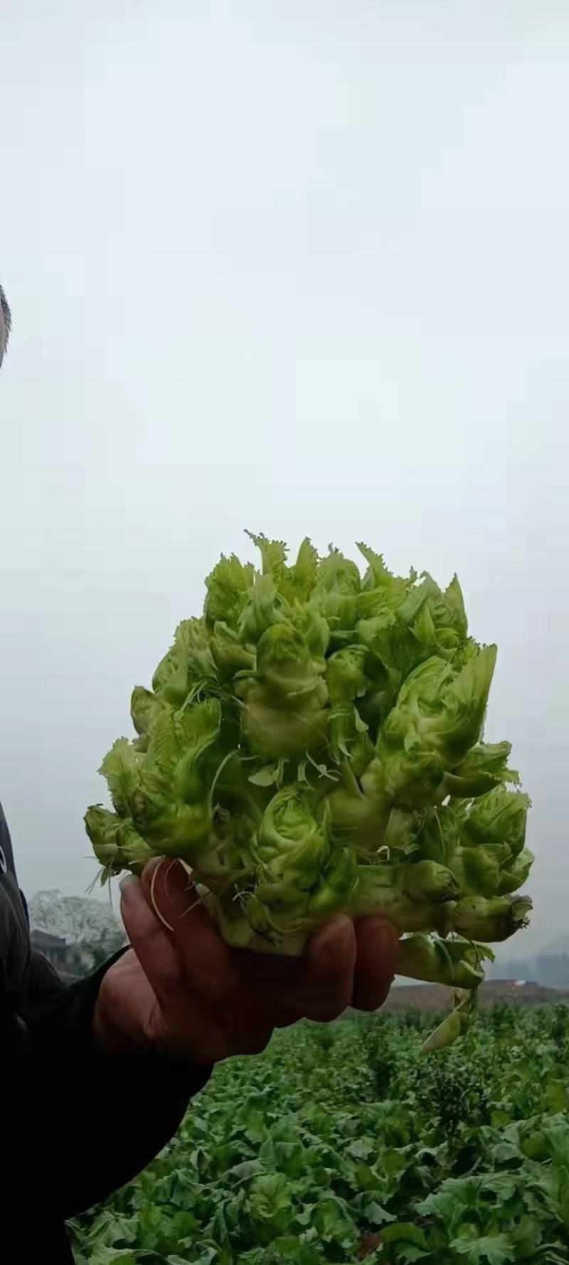 儿菜