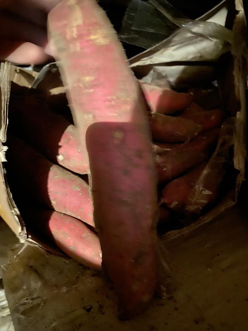 山东平度沙地红薯精品西瓜红红薯产地直发货量充足