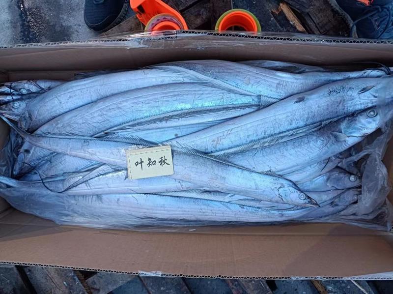 墨鱼一手货源找全国实力经销商合作常年加工朝鲜各种鱼类贝类