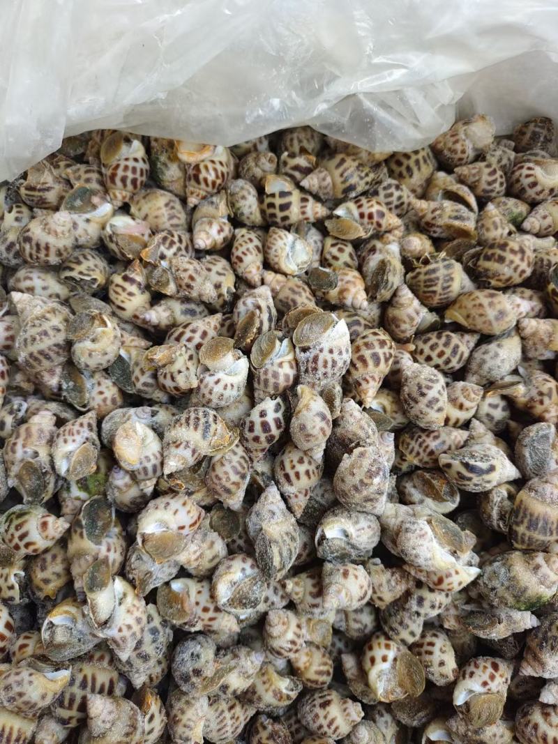 东风螺，花螺，无沙，50/50头肉质鲜美，可生腌多种做法