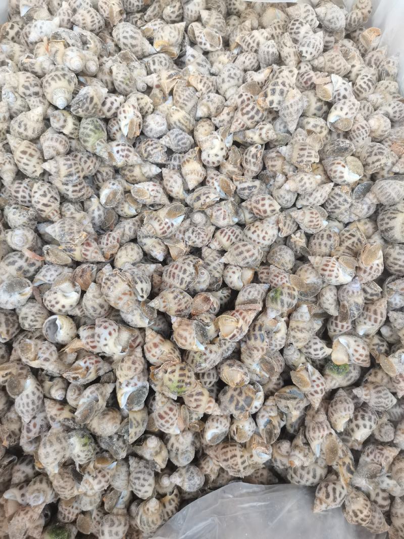 东风螺，花螺，无沙，50/50头肉质鲜美，可生腌多种做法