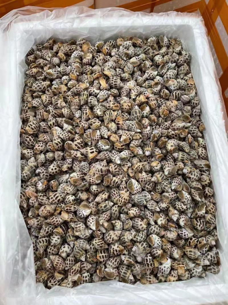 东风螺，花螺，无沙，50/50头肉质鲜美，可生腌多种做法