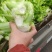 四川精品儿菜大量上市。货源充足，大量出货