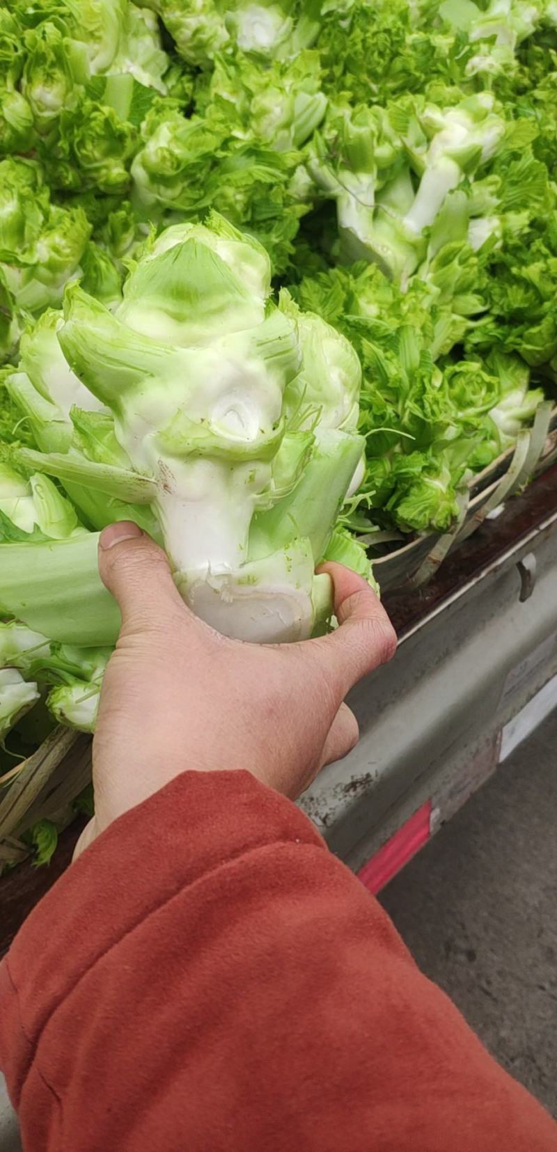 四川精品儿菜大量上市。货源充足，大量出货