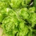 四川精品儿菜大量上市。货源充足，大量出货