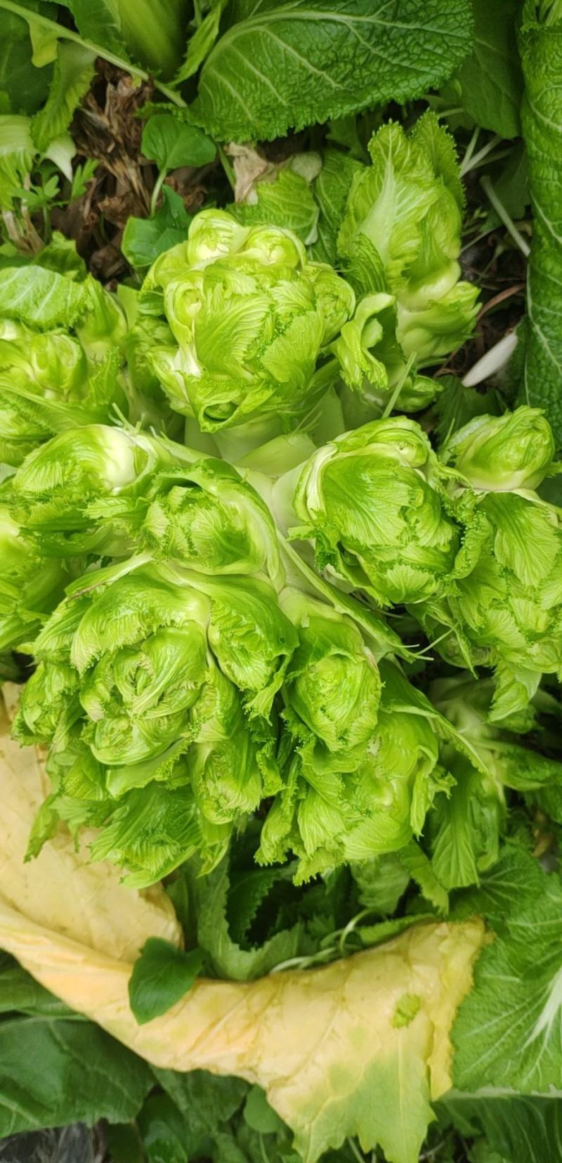 四川精品儿菜大量上市。货源充足，大量出货