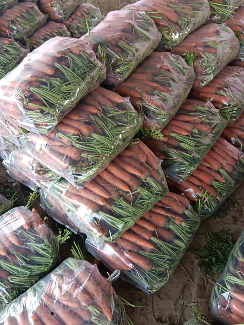 广西南宁精品胡萝卜三红胡萝卜产地直发货量充足一手货源