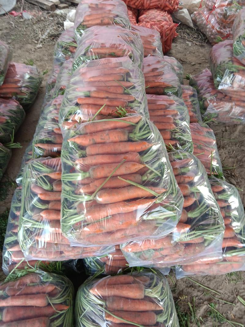 广西南宁精品胡萝卜三红胡萝卜产地直发货量充足一手货源