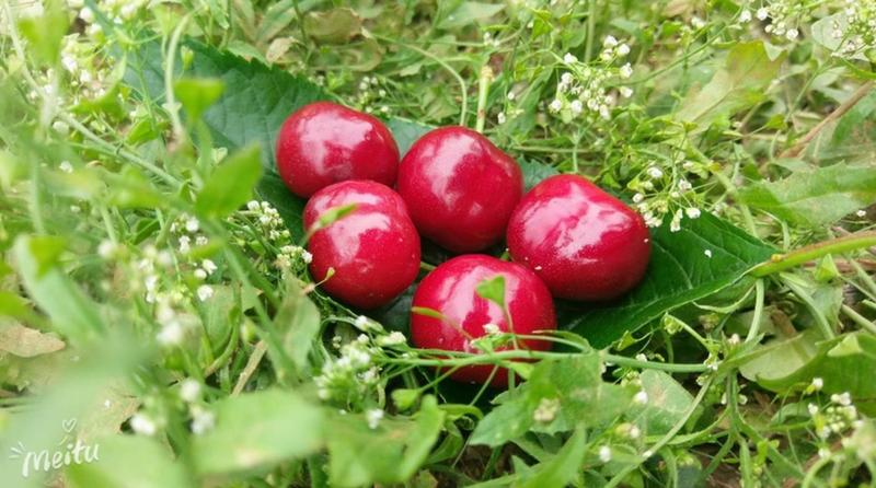 樱桃树苗俄罗斯8号美早红灯笼佳红优质嫁接苗