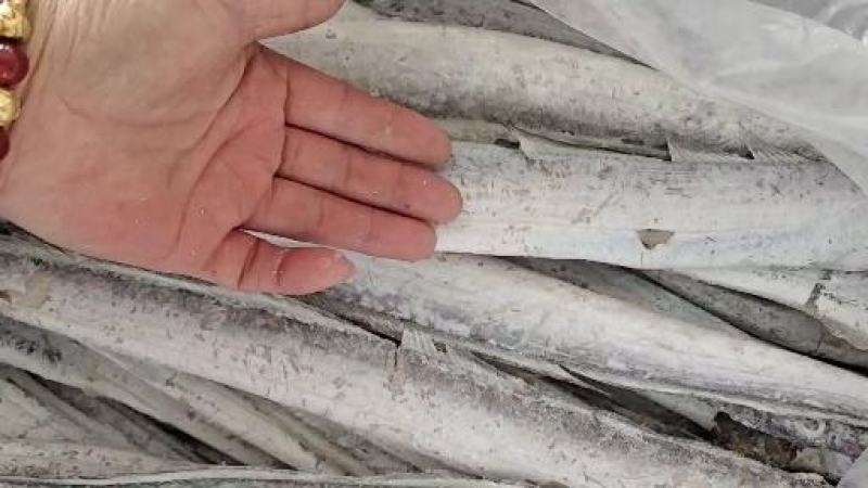 干冰带鱼！没有冰新货净17斤！大中小都有！量大从优！