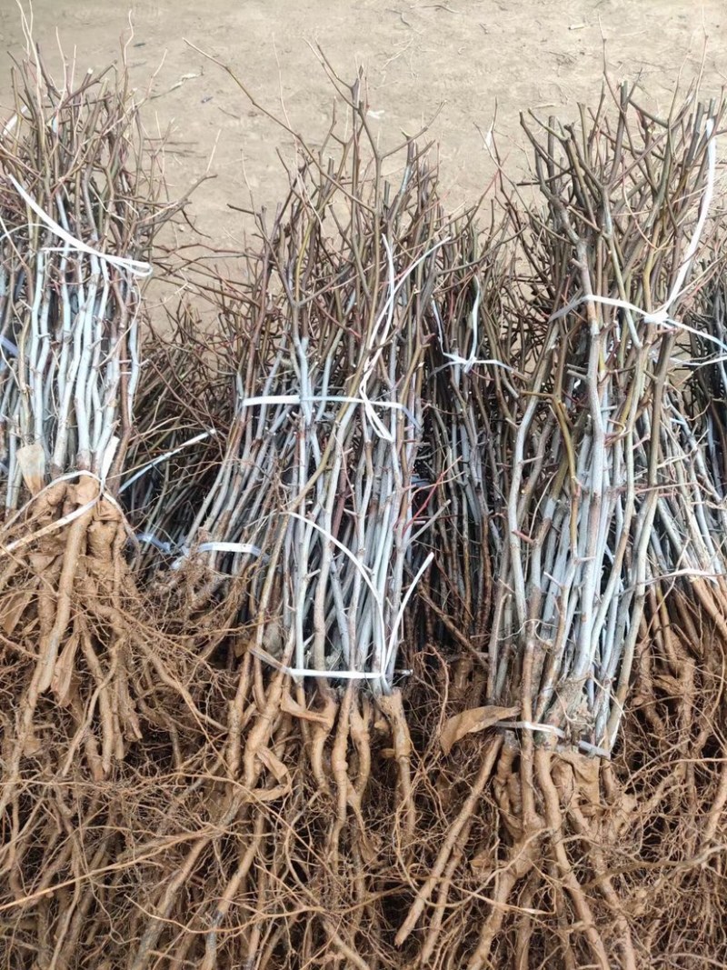 枣树苗优质矮化冬枣苗蟠枣苗八八红枣包成活基地现挖