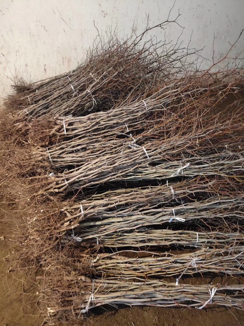 枣树苗优质矮化冬枣苗蟠枣苗八八红枣包成活基地现挖