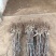 枣树苗优质矮化冬枣苗蟠枣苗八八红枣包成活基地现挖