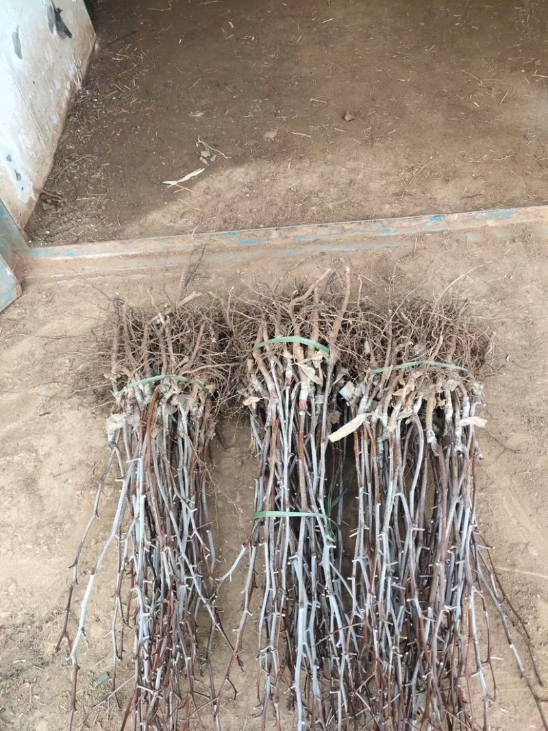 枣树苗优质矮化冬枣苗蟠枣苗八八红枣包成活基地现挖
