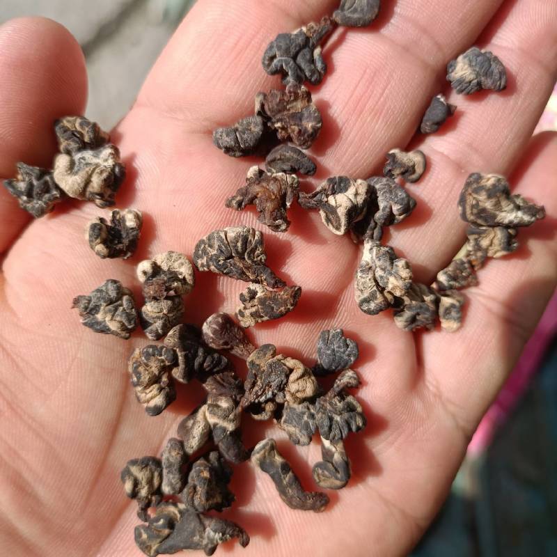 核桃菌核桃菇，猴脑菌猴脑菇玛卡菌玛咖菌产地批发零售干鲜菇