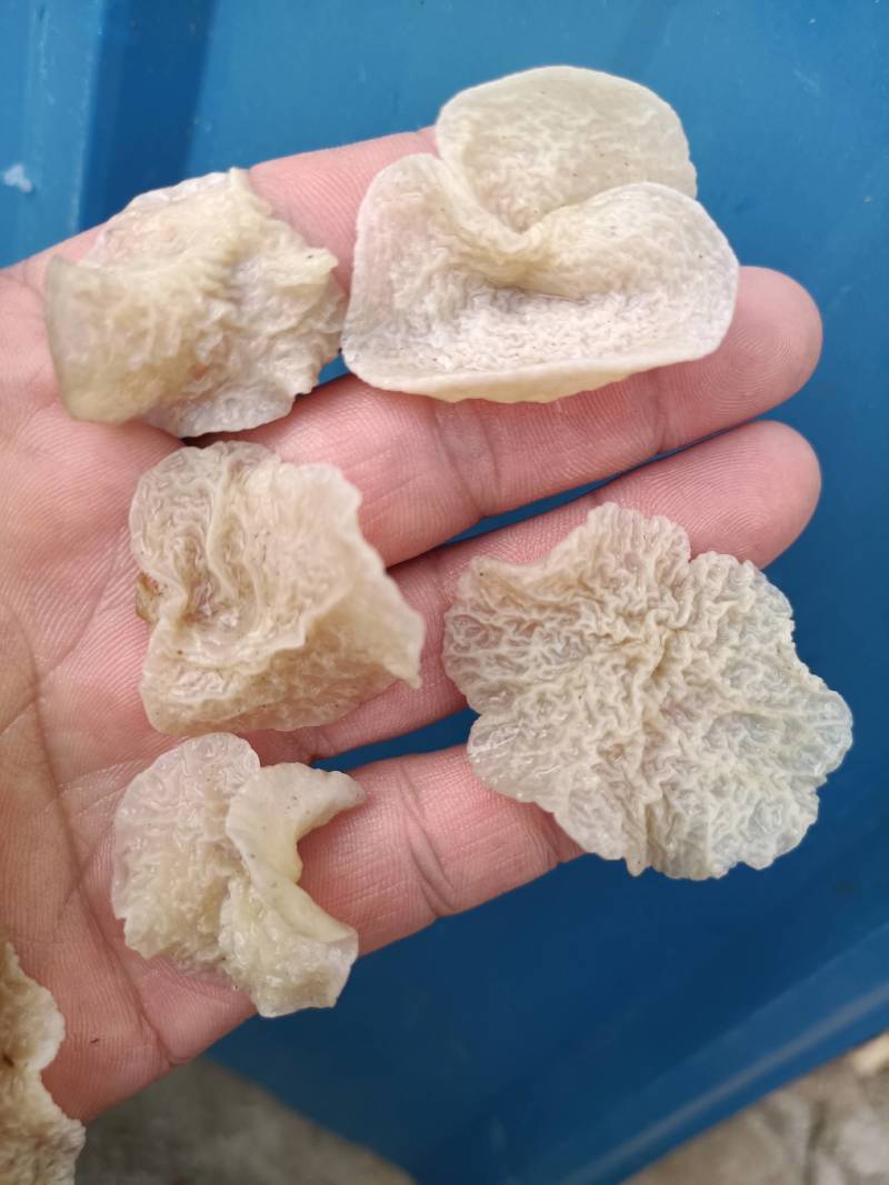 店长推荐羊肚耳种植基地直接发货干鲜沙耳珍珠菌猪肚菇竹耳菌