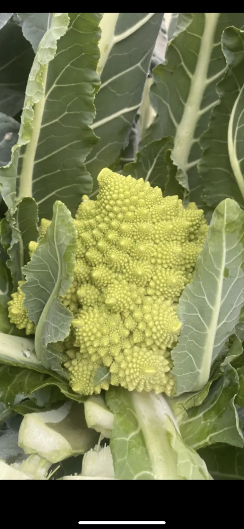 宝塔菜花