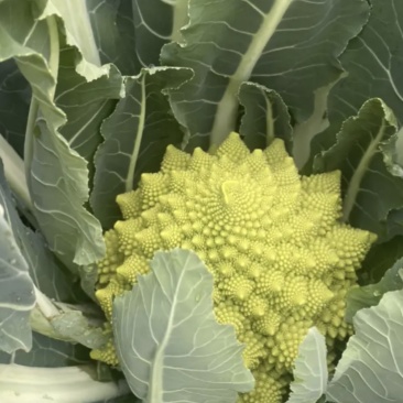 宝塔菜花