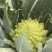宝塔菜花