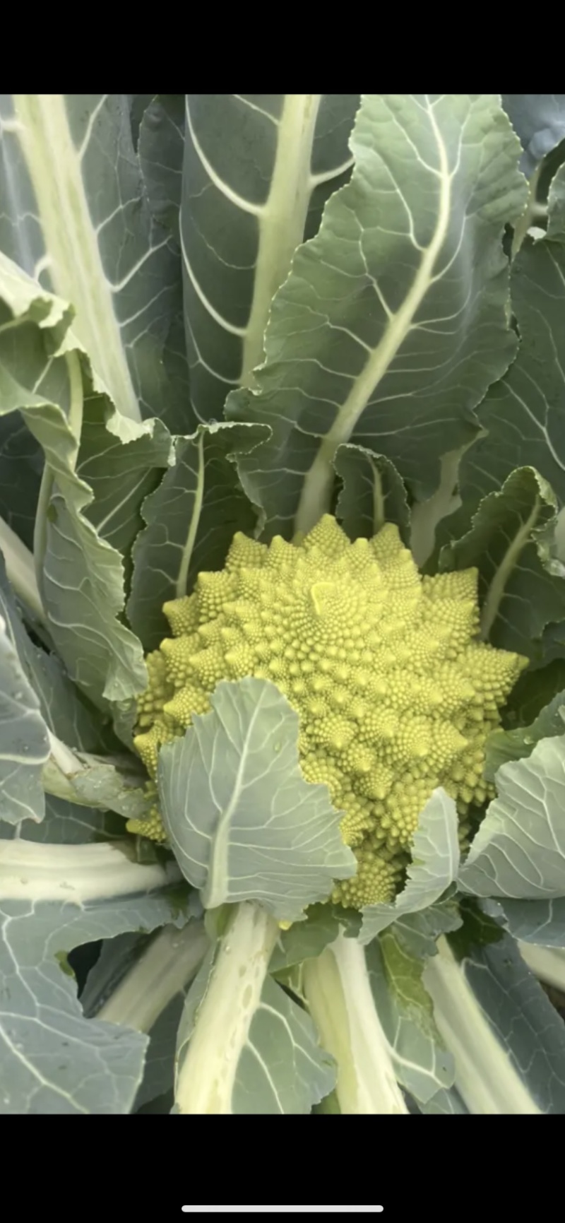 宝塔菜花
