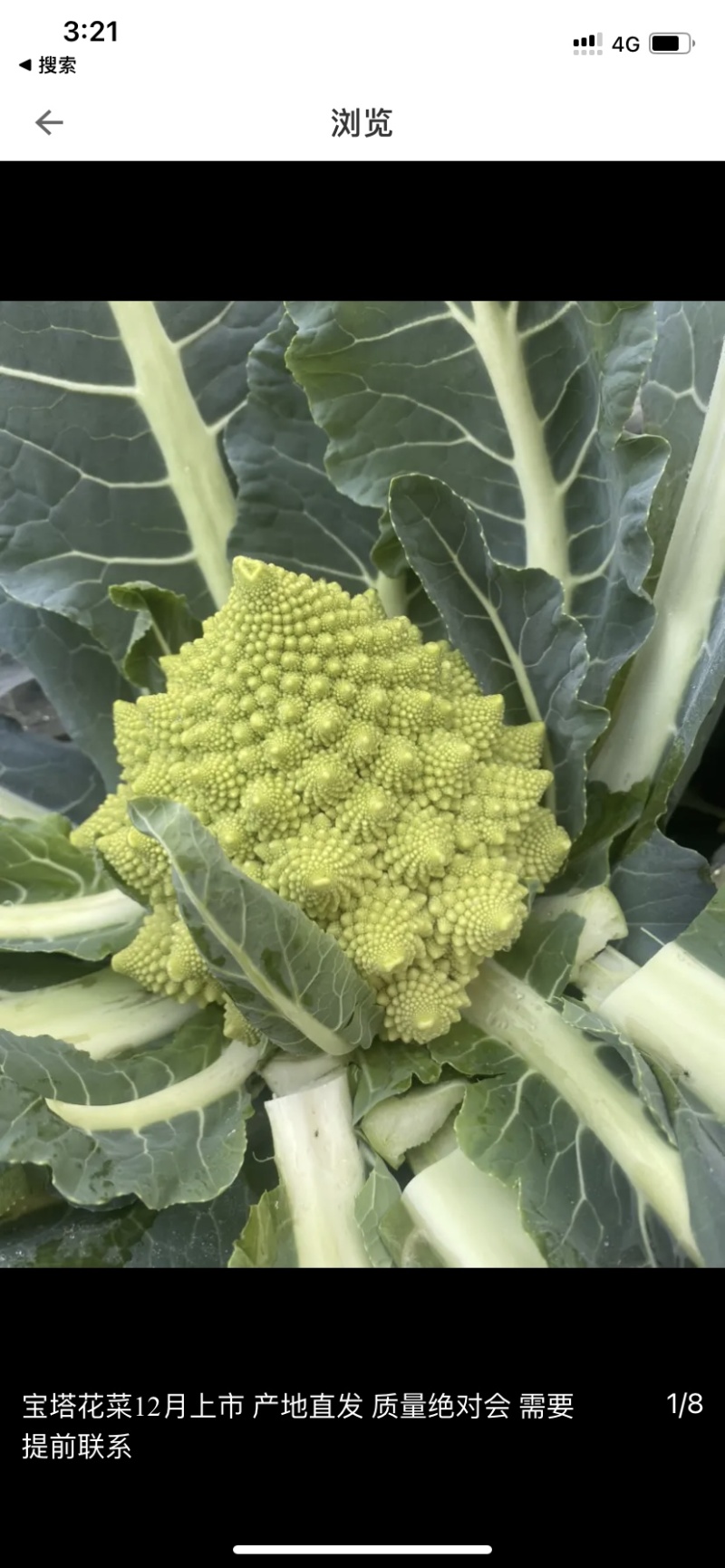 宝塔菜花