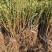 黑加仑树苗树葡萄苗南北方种植黑加仑树葡萄苗盆栽地栽果树苗