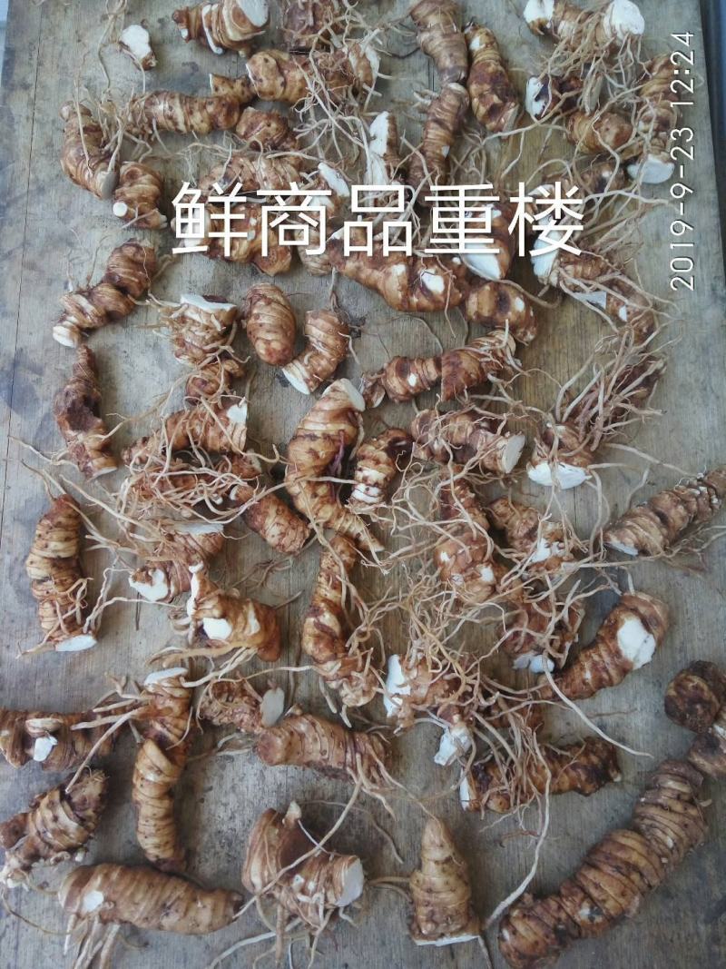 野生重楼种苗，现挖发货，生长旺盛，适应性强。