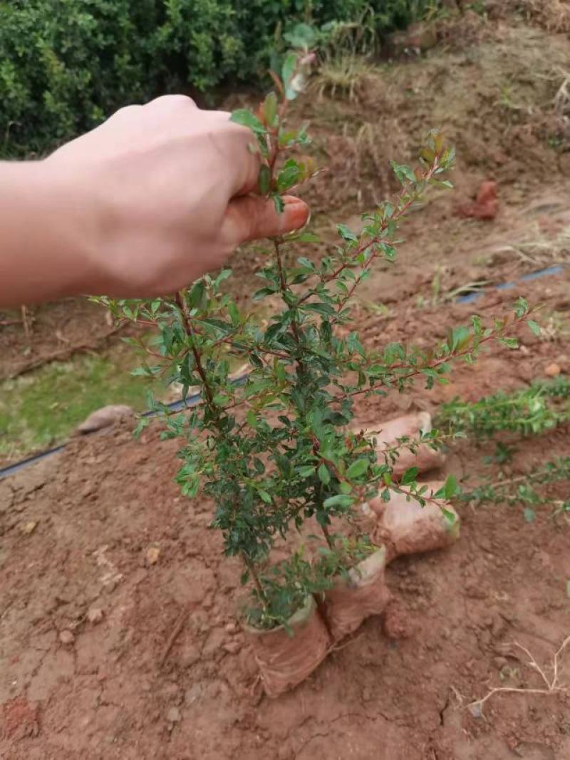 火棘袋苗，荒山绿化，工程小苗，批发火棘，小杯火棘