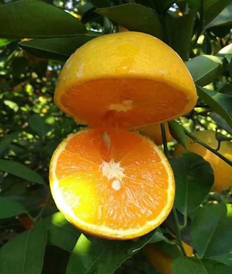 湖北夏橙夏橙果大皮薄，水分充足鲜货供应，果园现采现装