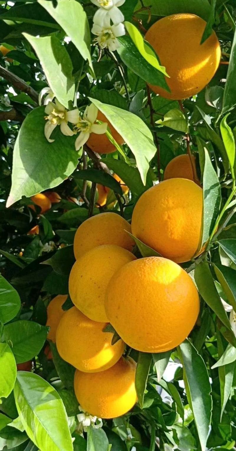 湖北夏橙夏橙果大皮薄，水分充足鲜货供应，果园现采现装