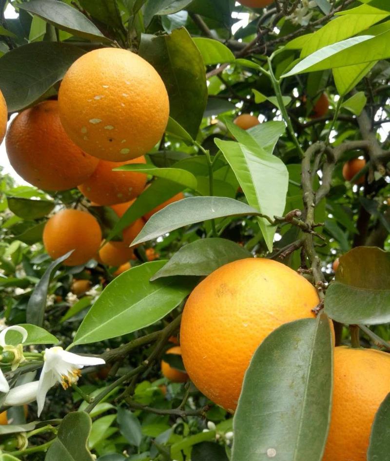 湖北夏橙夏橙果大皮薄，水分充足鲜货供应，果园现采现装