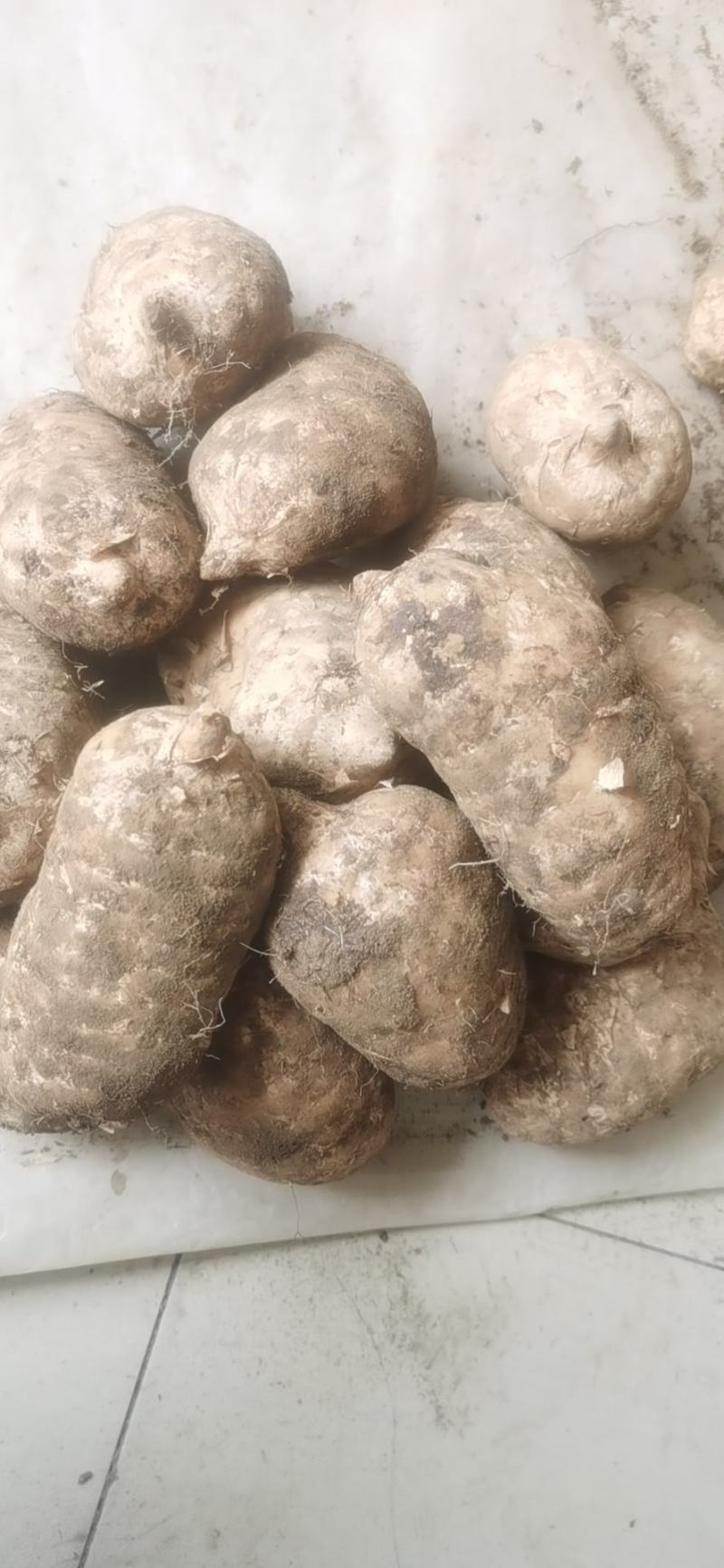 小草坝天麻