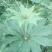 野生重楼种苗，现挖发货，生长旺盛，适应性强。