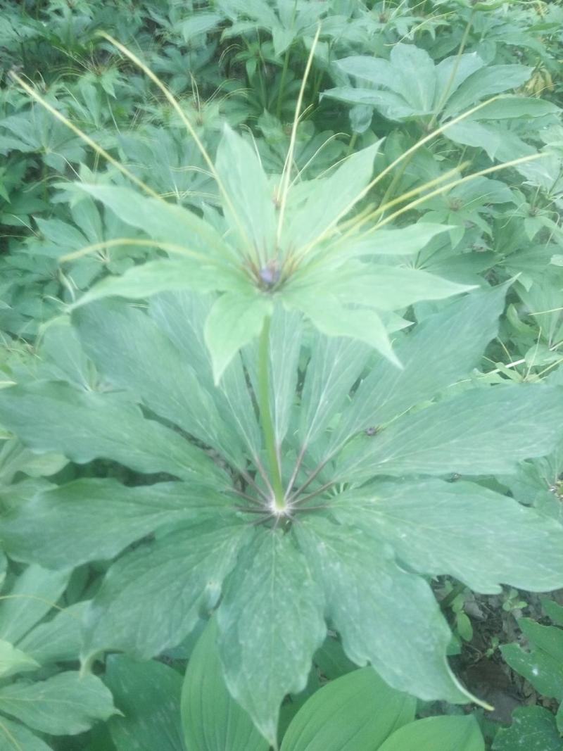 野生重楼种苗，现挖发货，生长旺盛，适应性强。