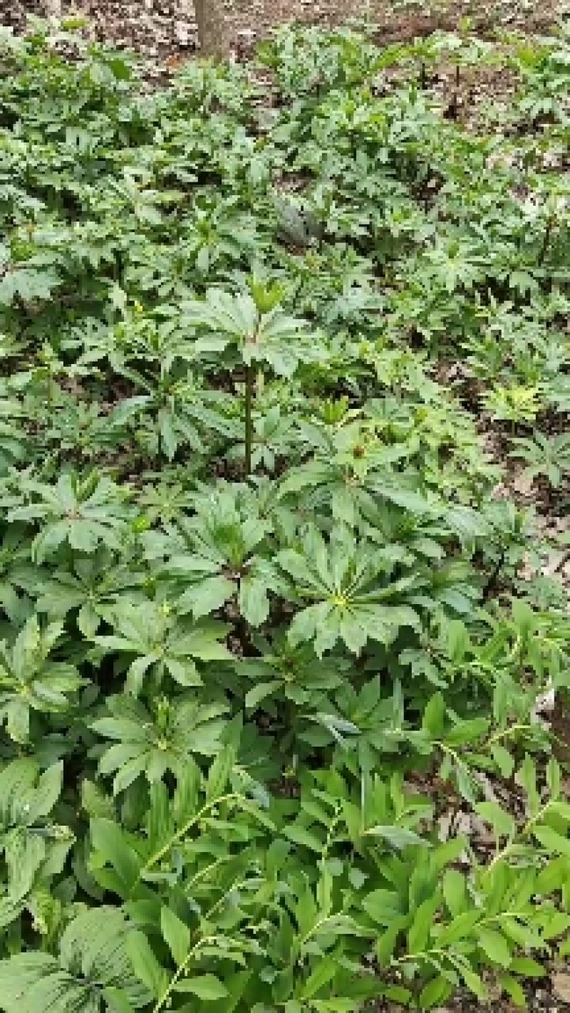 野生重楼种苗，现挖发货，生长旺盛，适应性强。